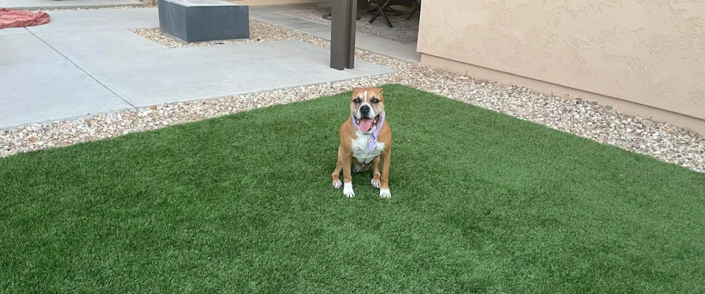 A happy brown and white boxer mix dog with a purple bandana sits on green artificial turf. A happy brown and white boxer mix dog with a purple bandana sits on green artificial turf.