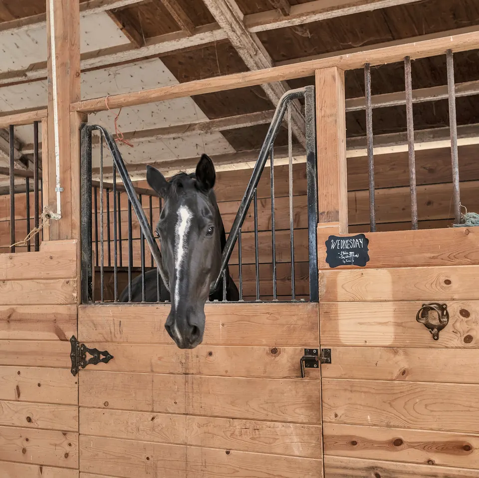 A dark horse with a white star looks out over its stall door at Ocean View Stables