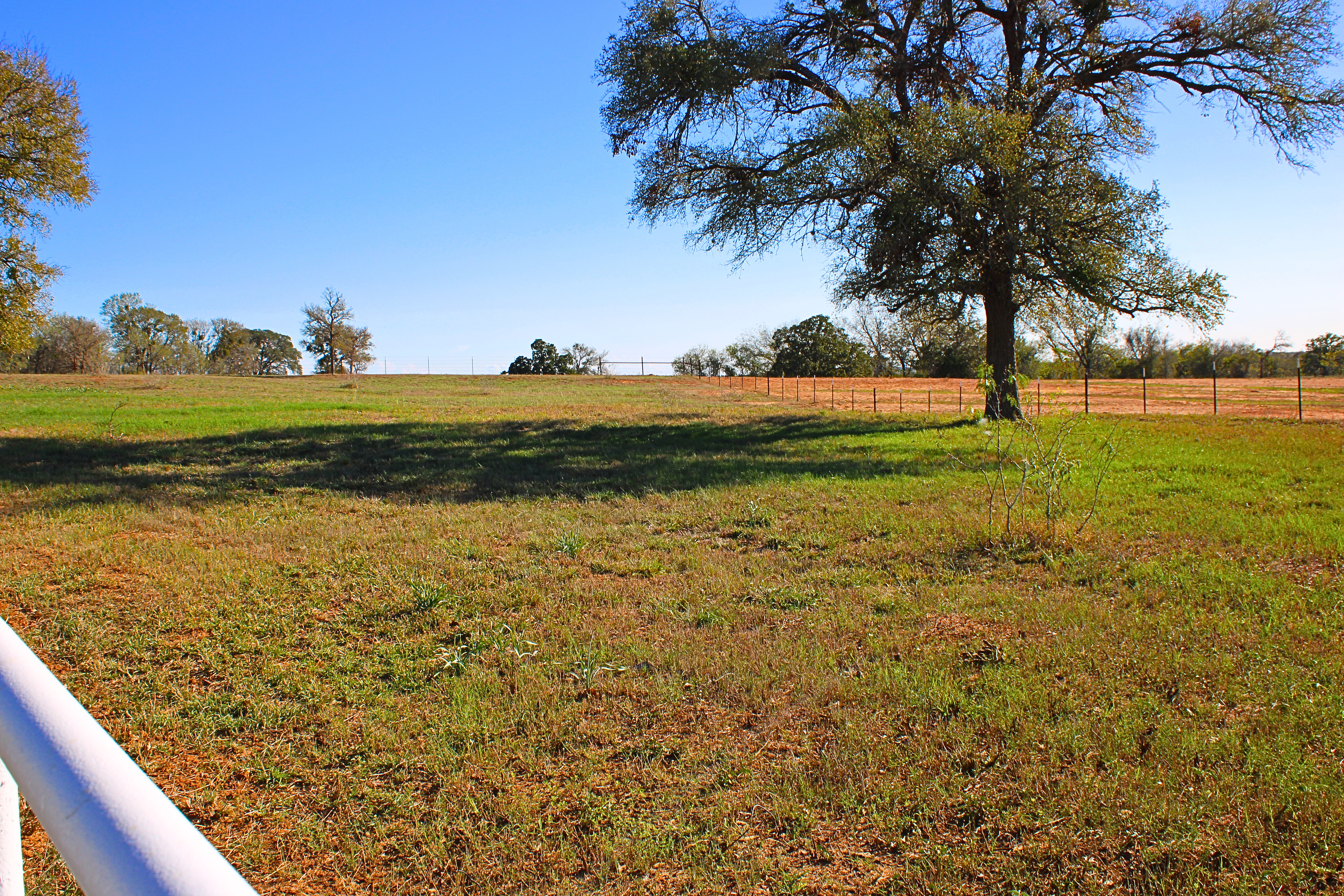 Open pasture with heritage oaks photographed at a Central Texas ranch venue