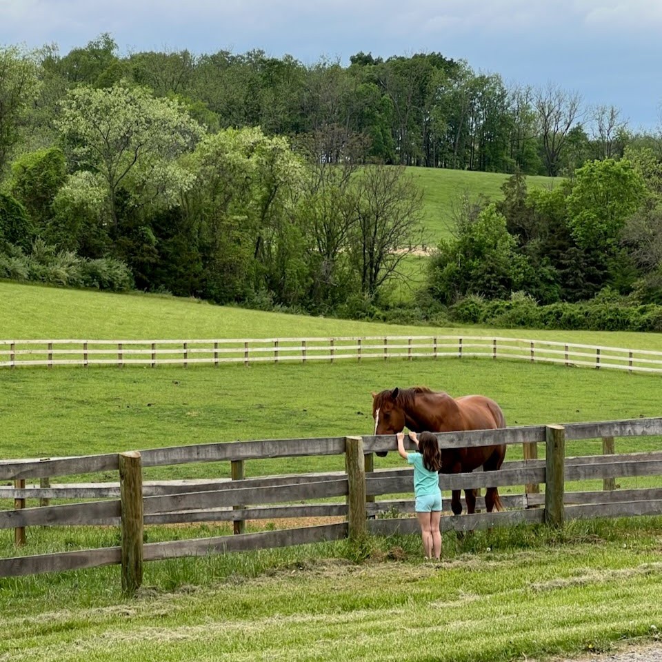 A photograph of three distinct horses—a chestnut with a flaxen mane on the left, a black horse in the center, and a palomino on the right—standing together behind a rustic wooden fence in a dry, golden-brown grassy pasture under a partly cloudy blue sky.