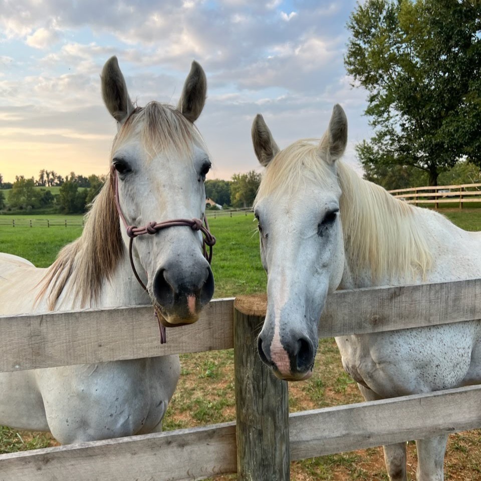 Three bay horses with prominent white blazes stand behind a wooden fence in a green pasture at Aura Farm.