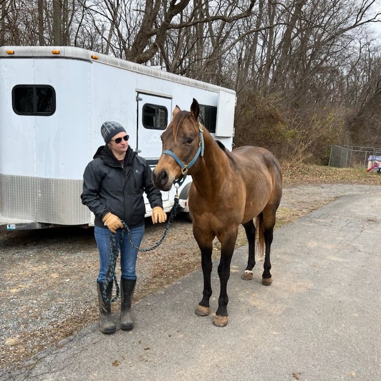 A full-body photograph of Hella Cool Fella horse with a black mane and tail, wearing a halter, walking from left to right at Aura Farm in a lush green pasture next to a wooden fence. The background shows rolling hills and trees under a blue sky.