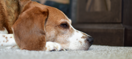 dog laying on the carpet closeup