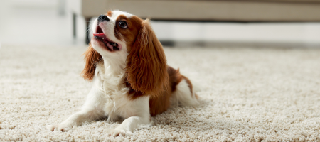 dog laying on clean carpet