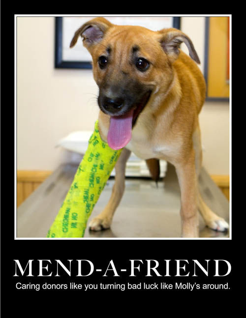 SPCA of Southern Colorado Mend a Friend caring donors dog with cast commercial photography Carol Dunnigan Photography