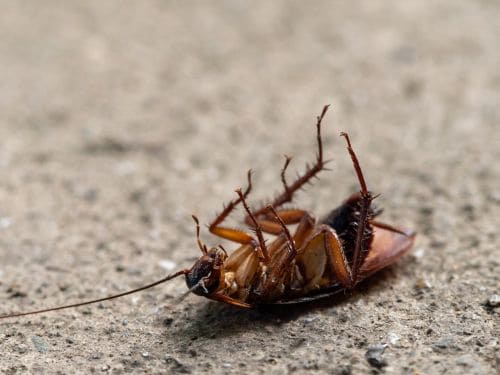 Cockroach Extermination in Georges Hall
