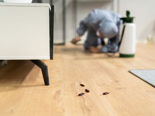 Sydney Rodent Control