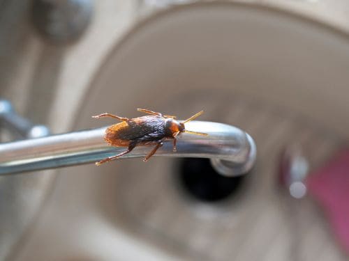 Cockroach Extermination