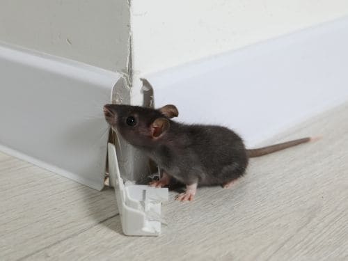 Rodent Control in Georges Hall