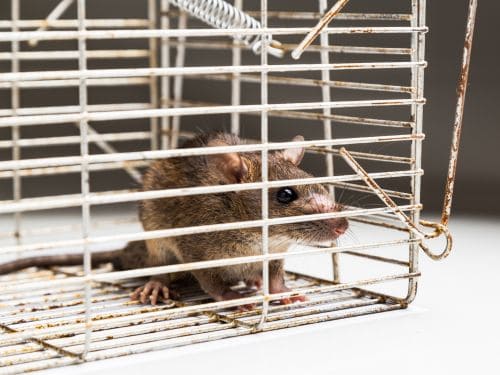 Auburn Rodent Control