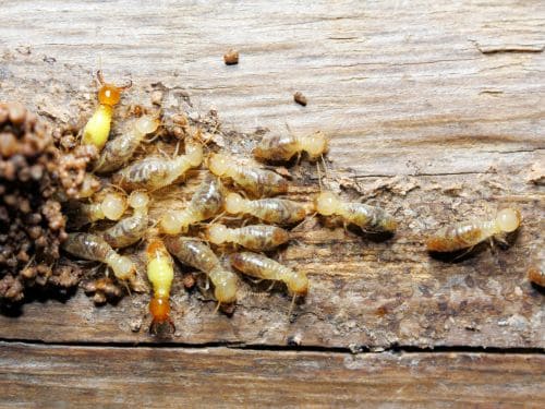 Termite Prevention in Georges Hall