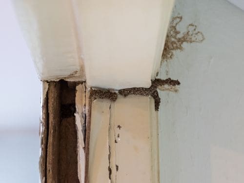 Termite Inspections in Georges Hall