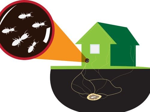Bankstown Termite Inspections