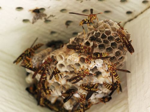 Bankstown Wasp Removal
