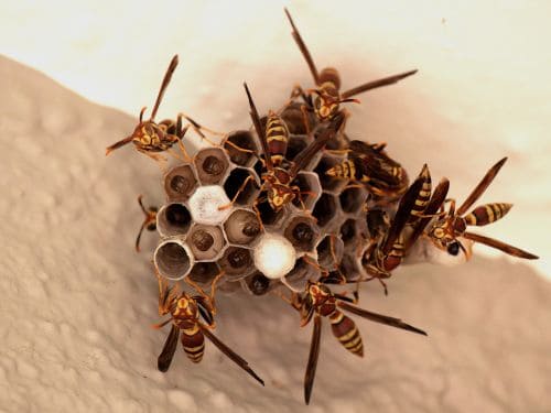 Wasp Removal in Georges Hall