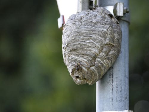 Pest Control