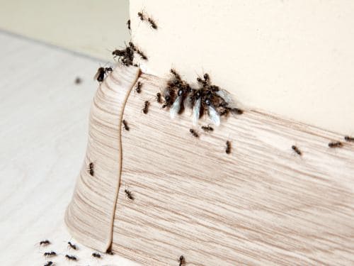 Ant Control in Georges Hall