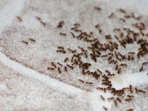 Bankstown Ant Control