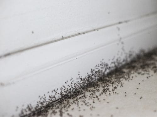 Pest Control