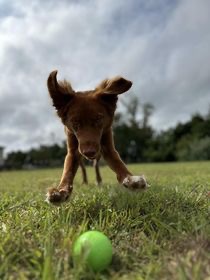 happy k-9 playing ball obedience enichment  training