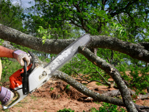 Alamance County, NC Tree/Stump Removal