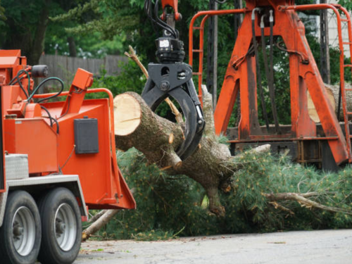 Tree Care Services Alamance County, NC