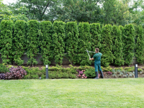 Orange County, NC Tree Pruning