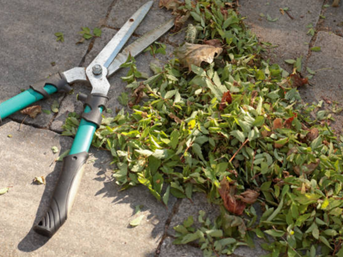 Forsyth County, NC Tree/Stump Removal