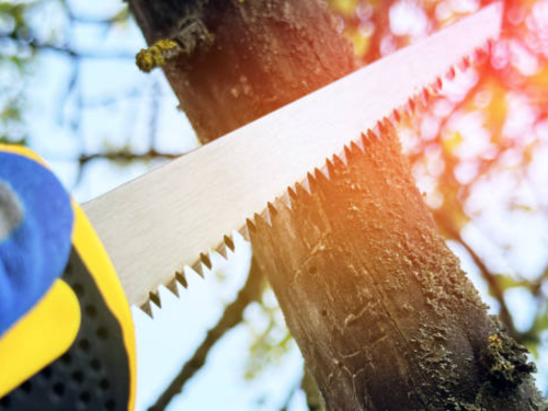 Orange County, NC Tree/Stump Removal