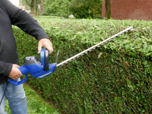 Tree Pruning Reidsville, NC