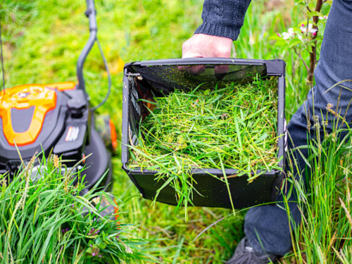 Tree Pruning Alamance County, NC