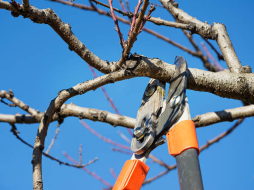 Tree Pruning in Alamance County, NC