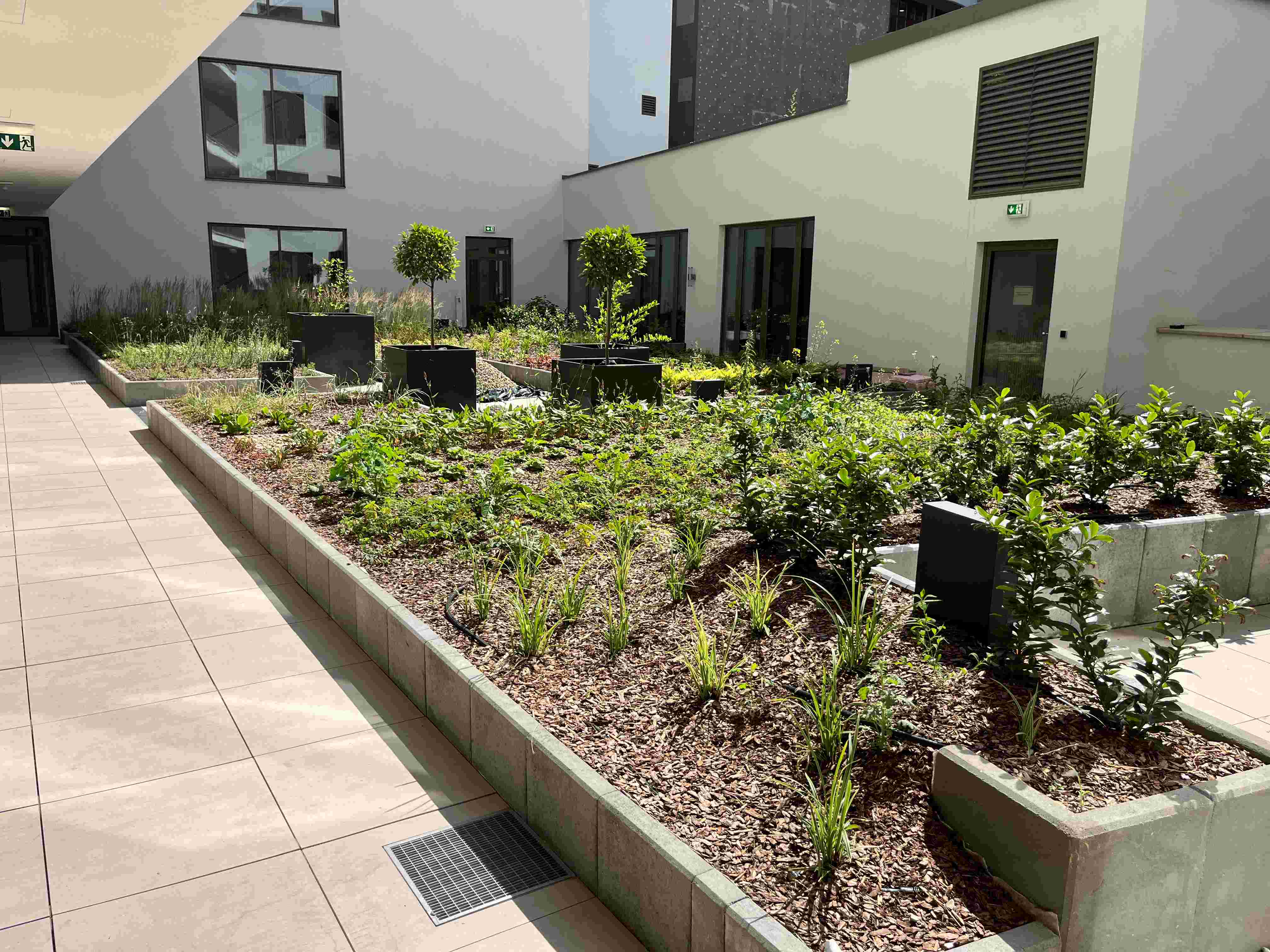 Kertépítő szakember gyepszőnyeget fektet a kerti sétány mellett.