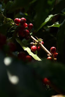 Ripe red coffee cherries on the branch in dappled light