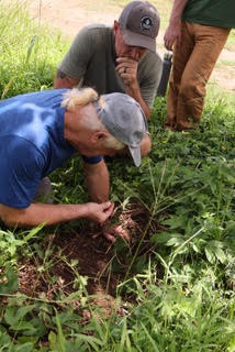 Consultants examining soil structure and root mass in a living cover crop