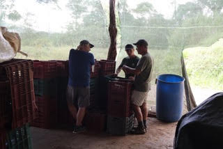 Farm team sorting harvest crates under a shade structure