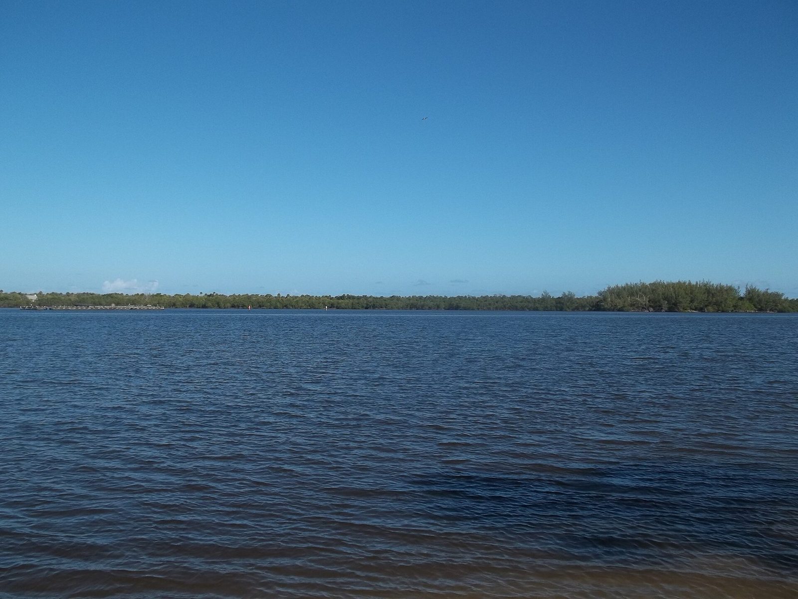 Calm water and a mangrove shoreline at St. Lucie Inlet Preserve State Park near Stuart, Florida