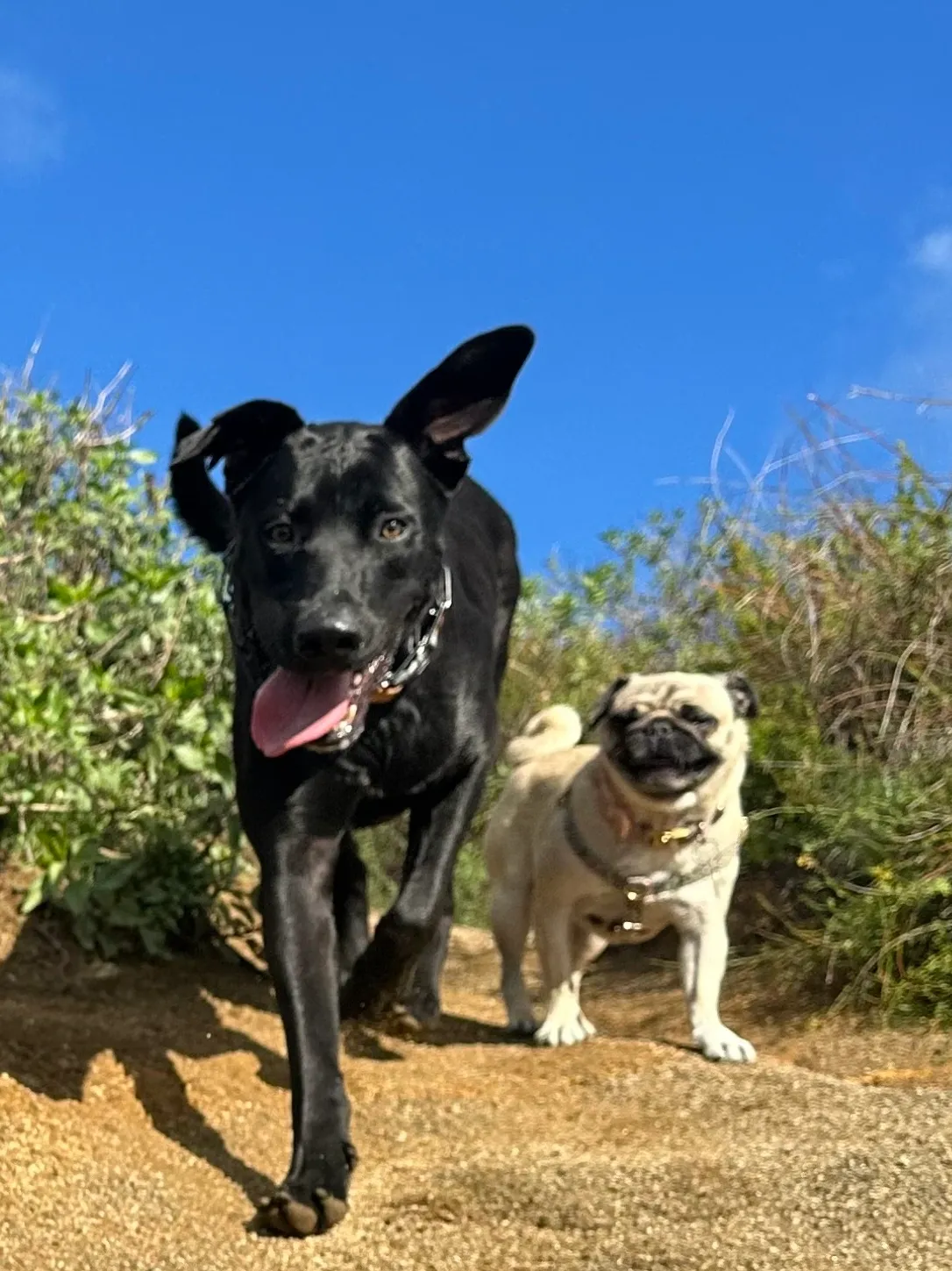 William Braveheart, a resilient black lab mix