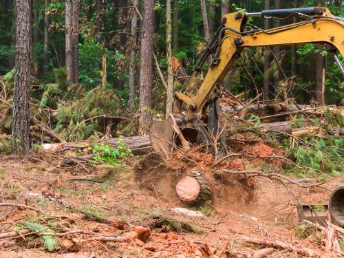 Trash Removal Burlington