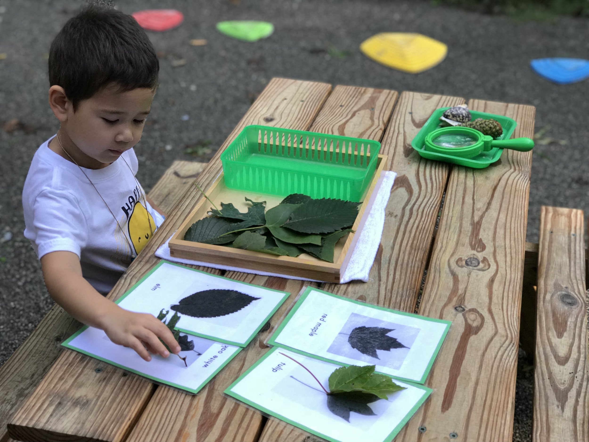 Children learning outdoors at Country Oaks Montessori Farm