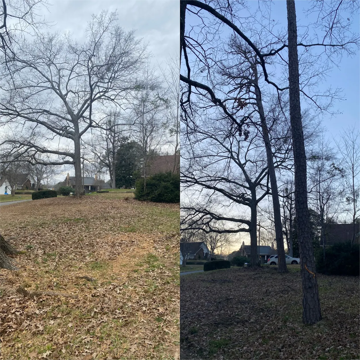 Tree Trimming