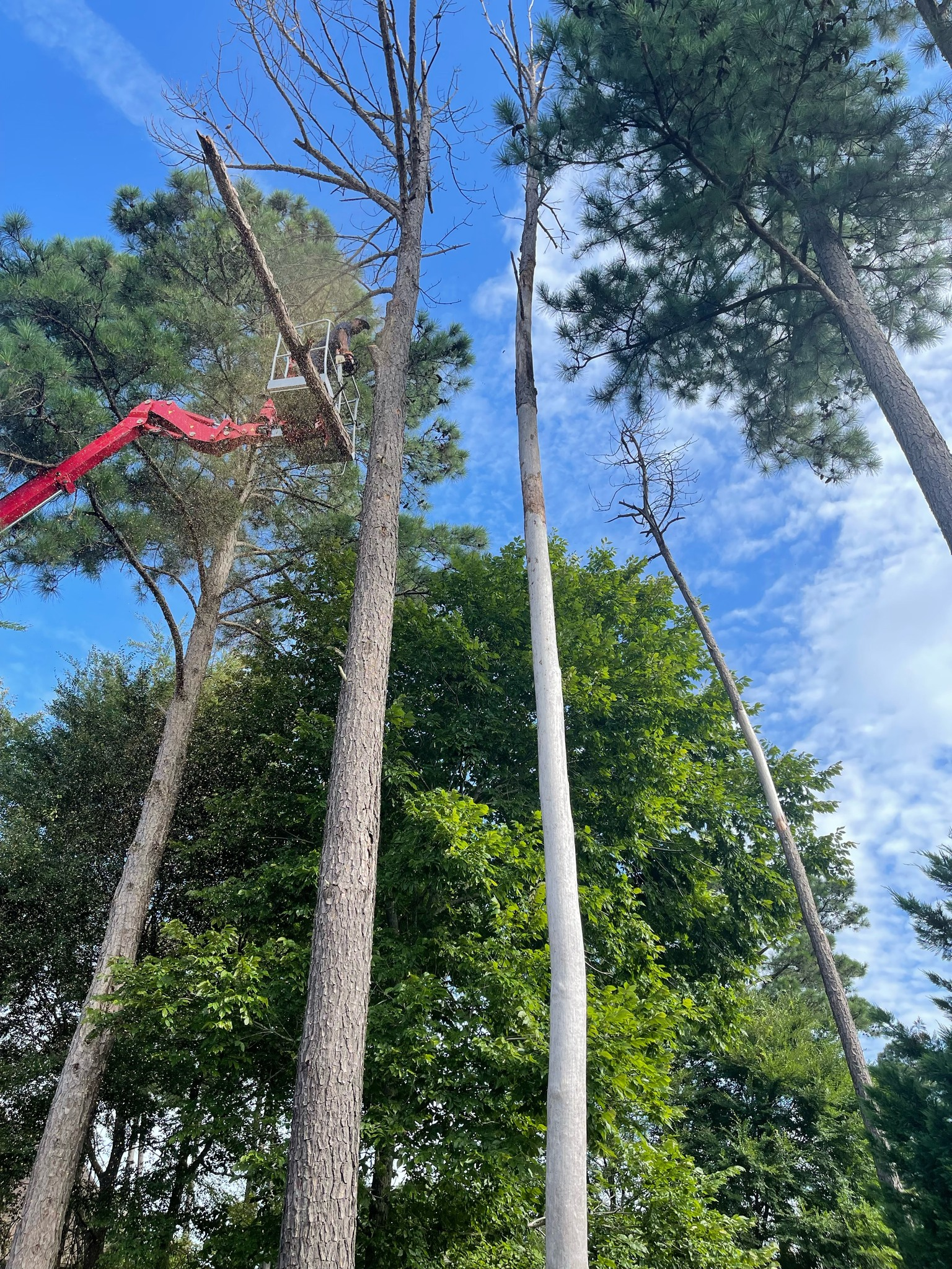 Kips Tree Service work photo 4