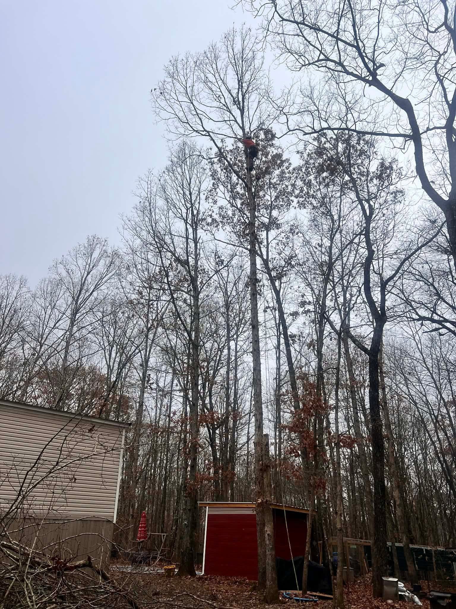 Maynor's Tree Experts crew at work