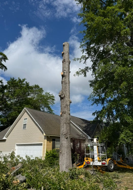 Tree removal in progress — limbed and ready to drop
