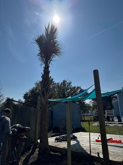 Palm tree being installed in residential backyard