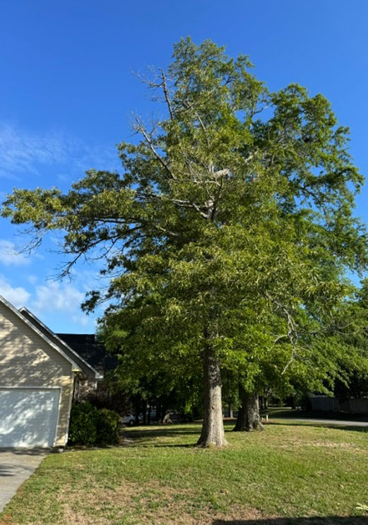 Large tree before removal at residential home