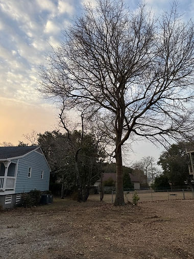 Before — large bare tree crowding residential property