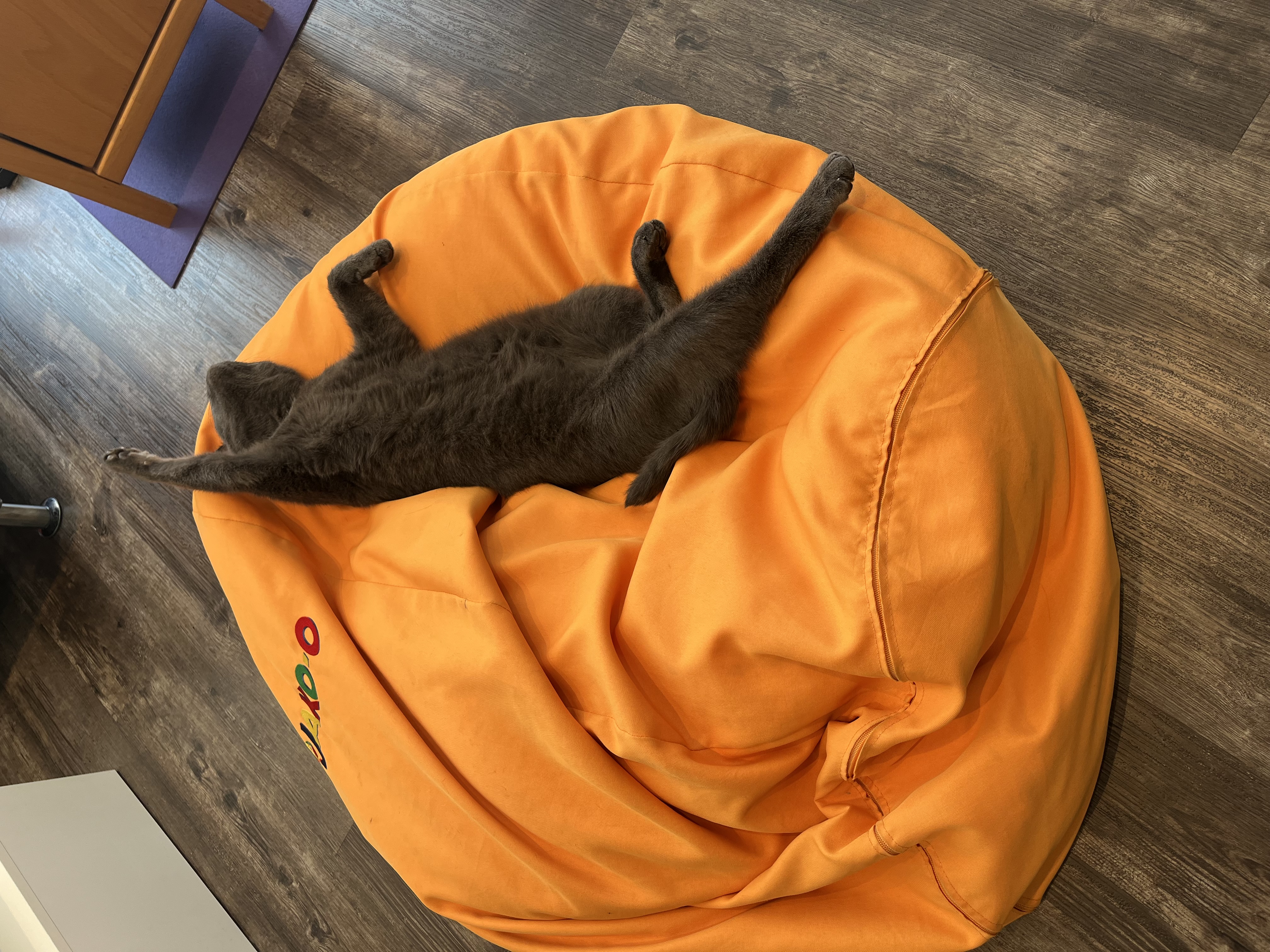 Katze entspannt auf einem orangefarbenen Sitzsack zu Hause