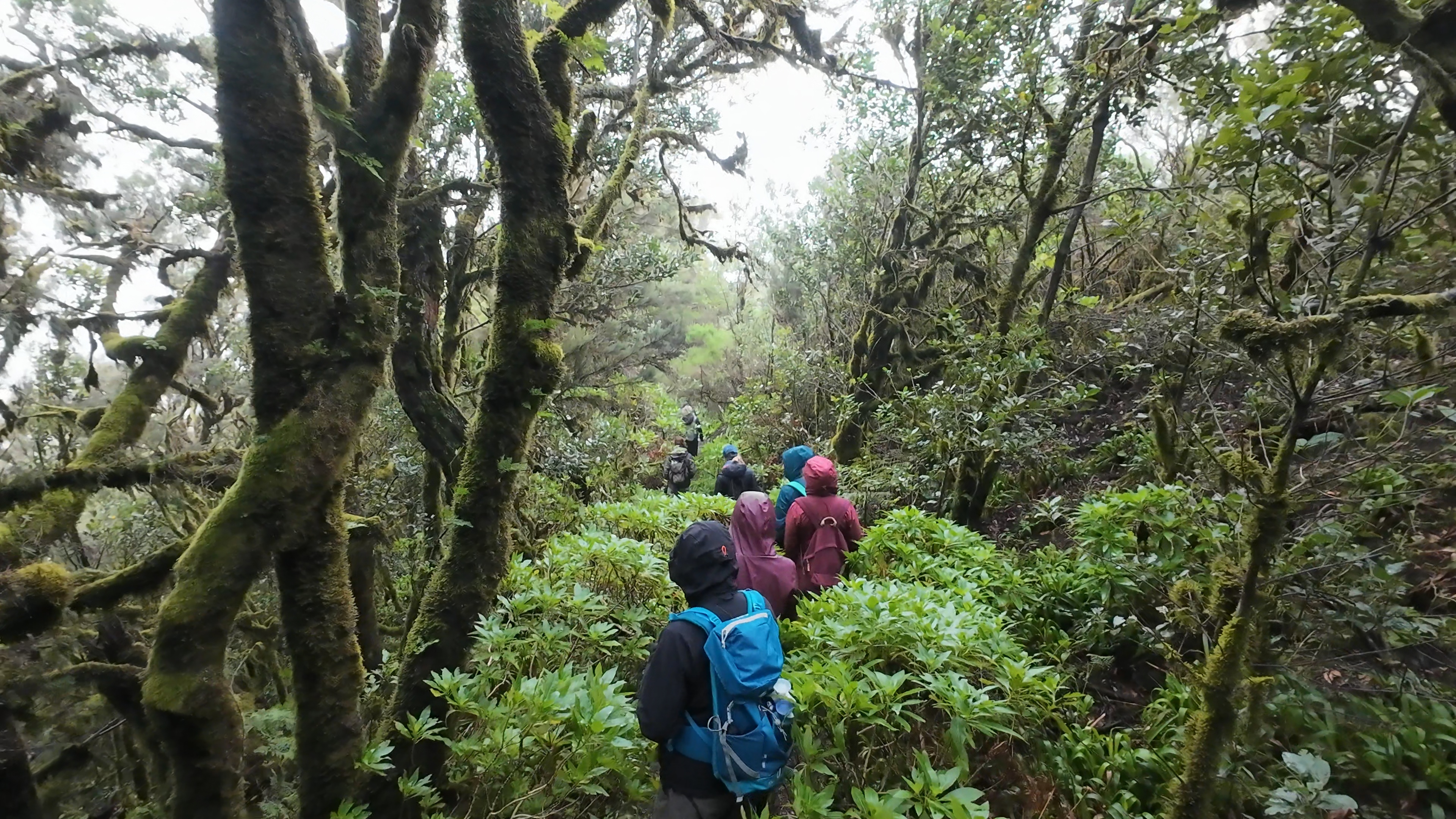 Garajonay forest