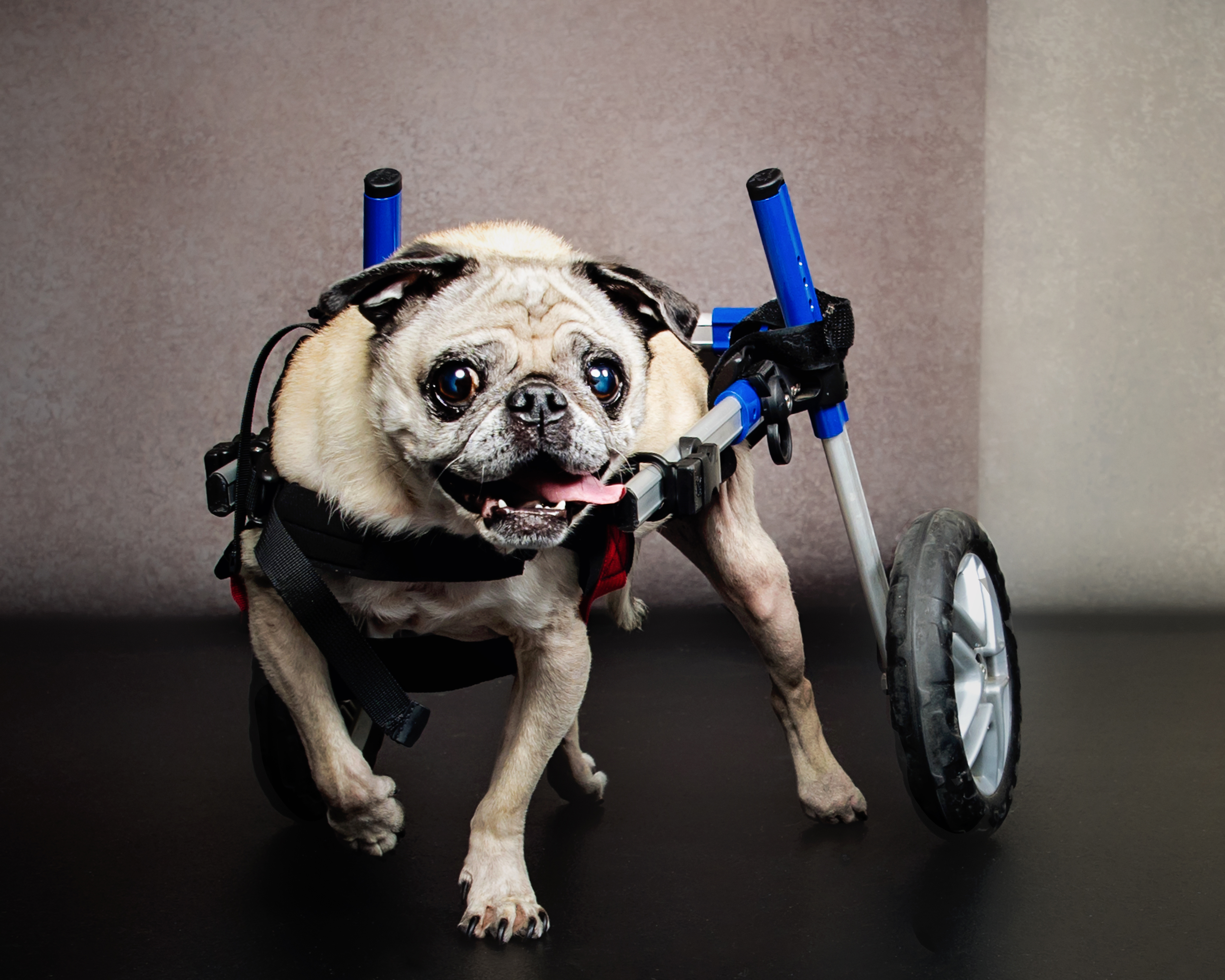 Pug portrait